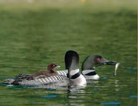 Click to go to the Loon Project Blog